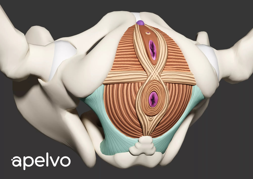 3D-Beckenboden-Visualisierung (Lentikulardruck)