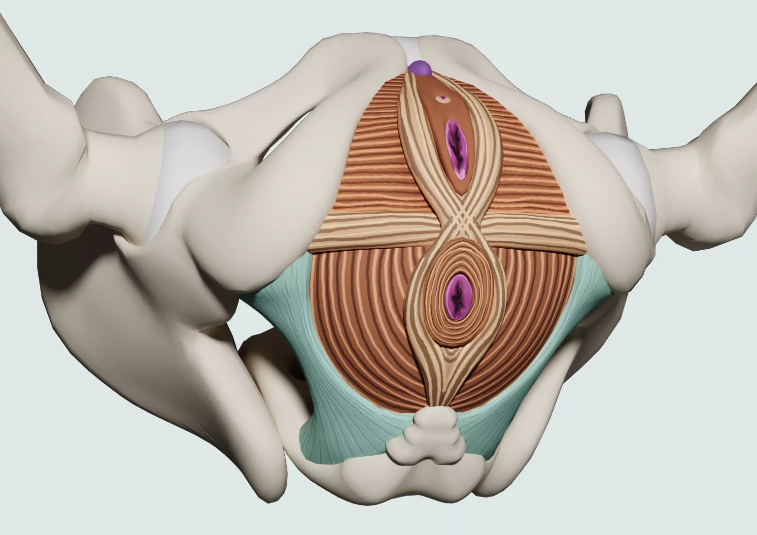 Anatomisches Modell des weiblichen Beckenbodens mit Darstellung der Beckenbodenmuskulatur