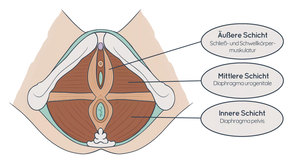 Anatomische Zeichnung eines weiblichen Beckenbodens und der drei Muskelschichten