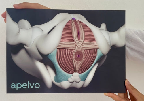 3D-Beckenboden-Visualisierung (Lentikulardruck)